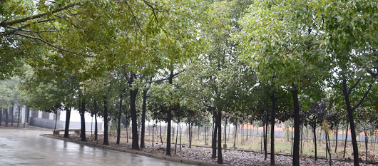 花園式雙螺桿擠出造粒機組工廠